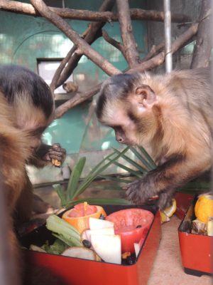 おせちを食べるフサオマキザル