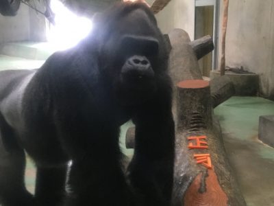 タロウ確認終了