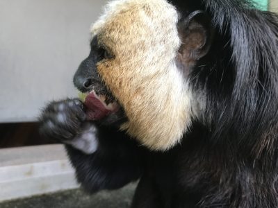 耳をしっかり見せたモップくん