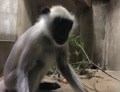 サミー