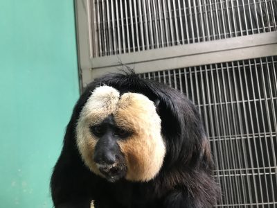 なんとか成功
