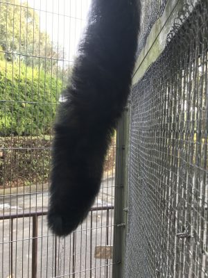 誰の尻尾？