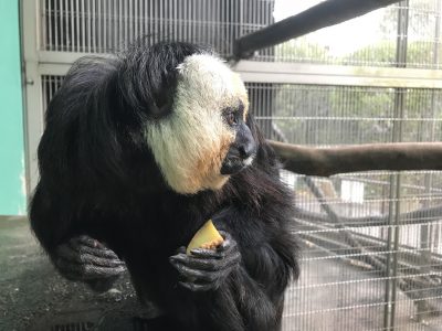 バナナを食べ終わったモップくん