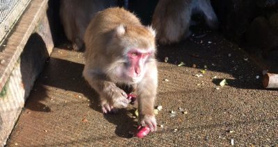 カコの餌集め