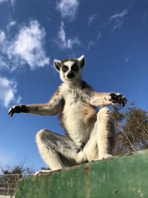チリフラ