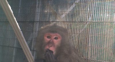 ダチュラ4