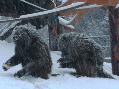 雪の中のアヌビスヒヒ2