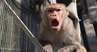 威嚇
