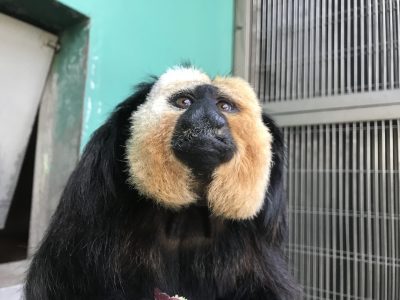ちょっと上向いたモップくん