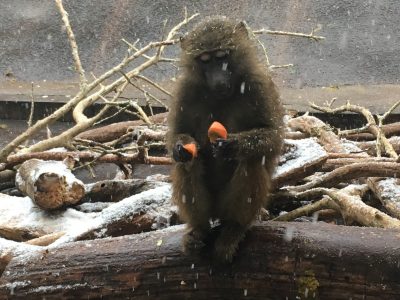 雪の中のヒヒ