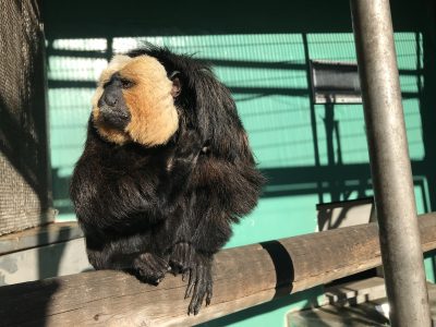 モップくんの新ポーズ