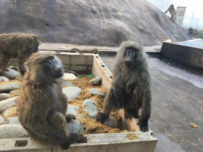 ロミオとロンド