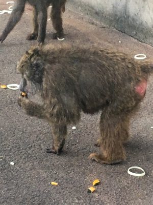 カボチャを食べるイヤ