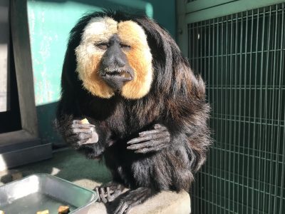 鬼瓦