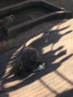 鏡米を食べるヒヒ