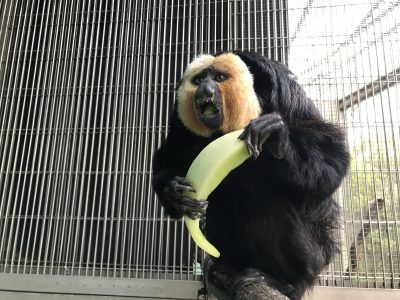 お口で転がす