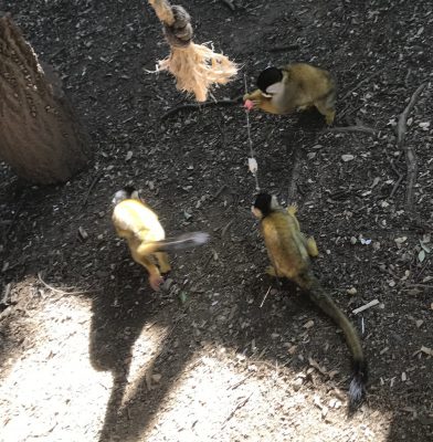 餅花を持っていくリスザルたち