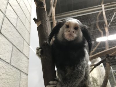 クロミミマーモセット