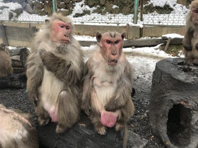 タイマツ&アルバ