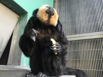 モップくんの首すじ
