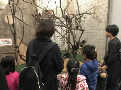 アカテタマリンを観察中！