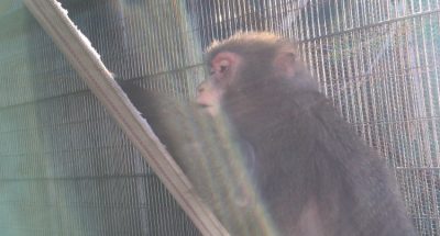 ダチュラ
