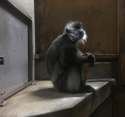 バルカン