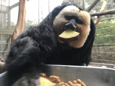 食い意地のあるモップくん
