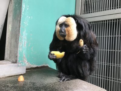 やっぱこれだね。蒸しイモ