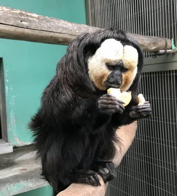 どっちにしようかな？（？）