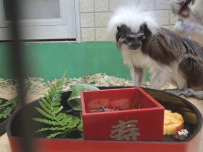 ワタボウシのおせち