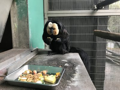 一度目の挑戦で下がってしまったモップくん