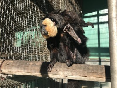 モップくんの足の裏