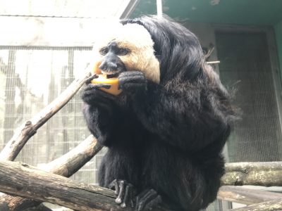 柿を食べるモップくん