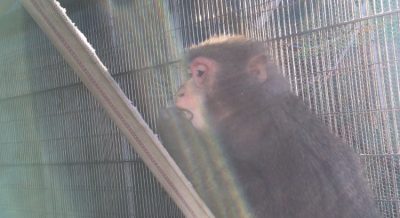 ダチュラ