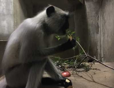 サミー