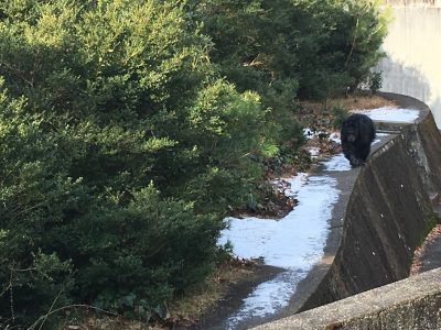 雪が積もった