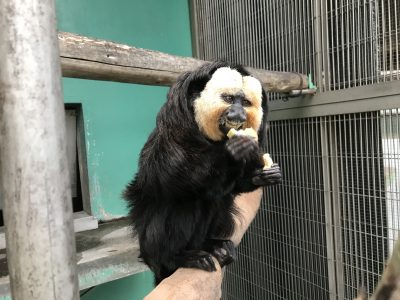 やっぱ蒸しイモ！