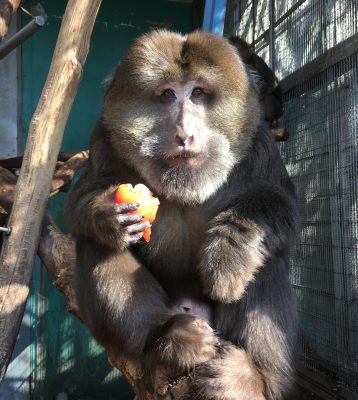 ザルバがトマトを食べるようです