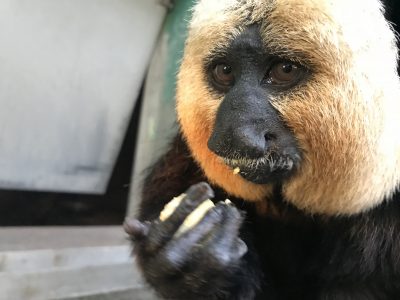 キメ顔のモップくん