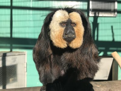 輝くモップくん