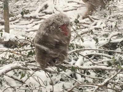 雪のニホンザル