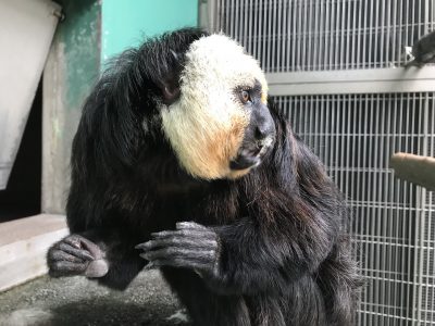 朝ごはん中のモップくん