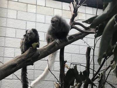 バブルとタバサ