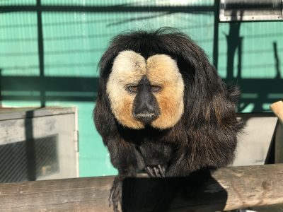 明けましてモップくん