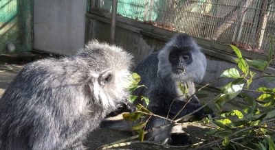 テラとバルカン2