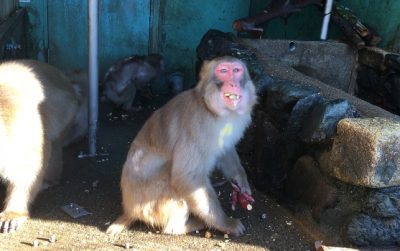 カコの朝ごはん