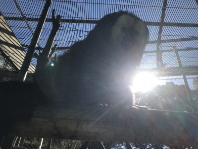 逆光で見えないモップくん