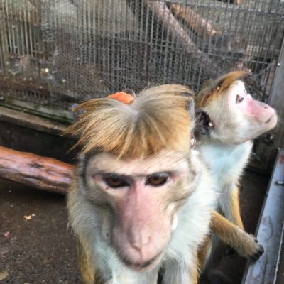 フィンクス