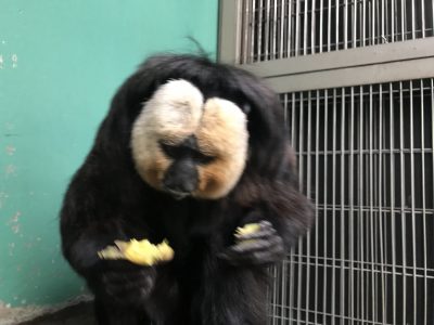 また少し下がってしまったモップくん